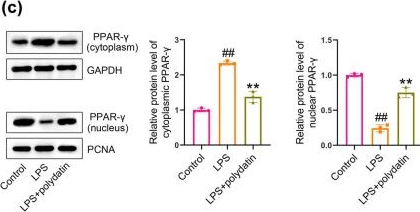 Fig.5.C showing Western Blotting from the publication: Polydatin prevents cholesterol gallstone formation by regulating cholesterol metabolism via PPAR-γ signaling.