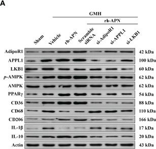 Fig.7.A showing Western Blotting from the publication: Adiponectin Ameliorates GMH-Induced Brain Injury by Regulating Microglia M1/M2 Polarization Via AdipoR1/APPL1/AMPK/PPARγ Signaling Pathway in Neonatal Rats.