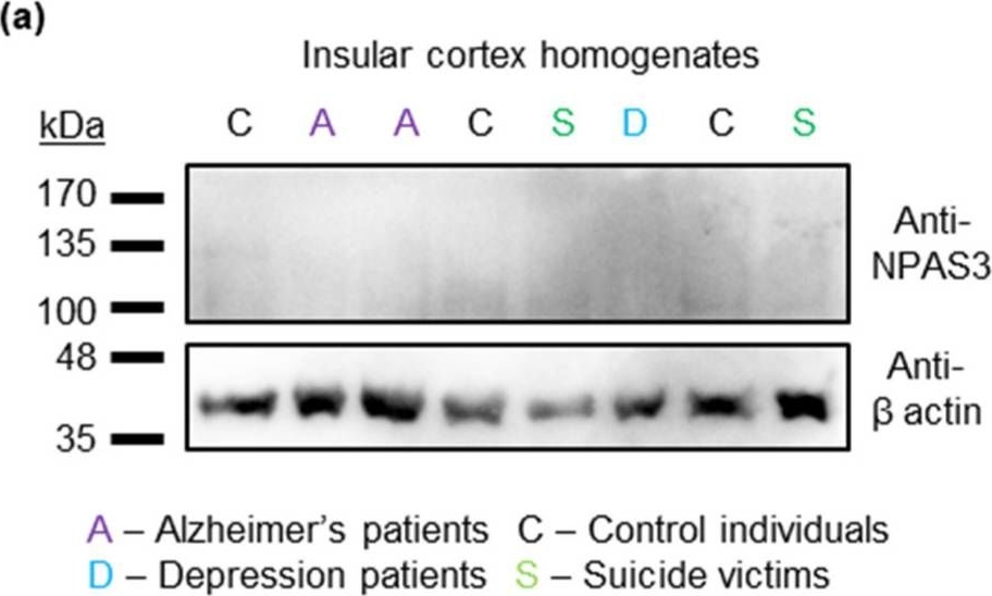 Fig.1.A showing Western Blotting in a Homo sapiens (Human) sample from the publication: Protein Aggregation of NPAS3, Implicated in Mental Illness, Is Not Limited to the V304I Mutation.