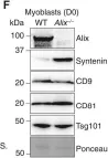 Fig.4.F showing Western Blotting in a Mus musculus (House mouse) sample from the publication: Distinct functions of dimeric and monomeric scaffold protein Alix in regulating F-actin assembly and loading of exosomal cargo.