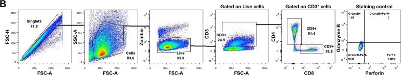 Fig.1.B showing Flow cytometry/Cell sorting in a Mus musculus (House mouse) sample from the publication: CD73 activity controls cytotoxic CD4 T-cell response driving myocardial pathology in chronic Chagas disease.