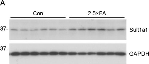 Fig.7.A showing Western Blotting from the publication: Excess Folic Acid Supplementation before and during Pregnancy and Lactation Alters Behaviors and Brain Gene Expression in Female Mouse Offspring.