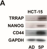 Fig.4.A showing Western Blotting in a Homo sapiens (Human) sample from the publication: TRRAP Enhances Cancer Stem Cell Characteristics by Regulating NANOG Protein Stability in Colon Cancer Cells.