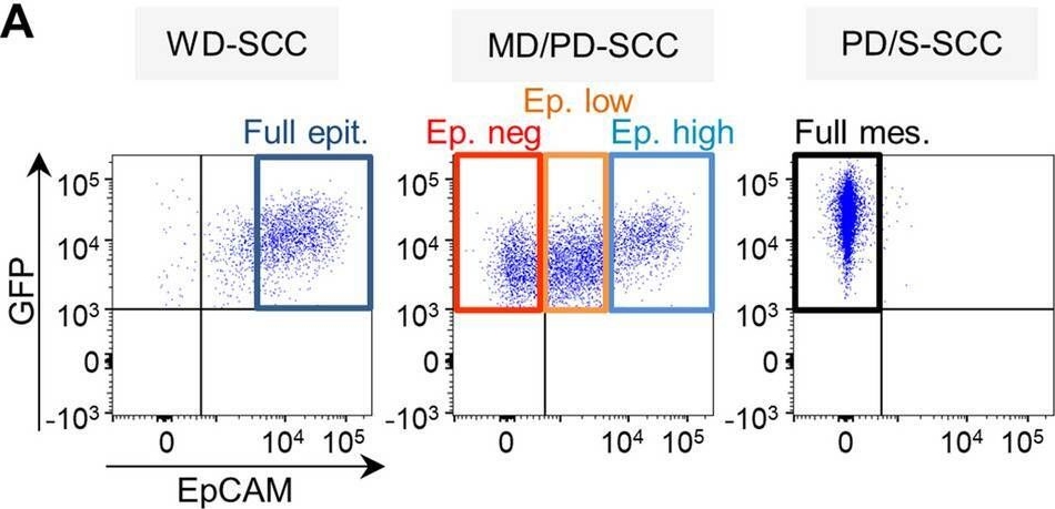 Fig.1.A showing Flow cytometry/Cell sorting in a Mus musculus (House mouse) sample from the publication: IGF1R signaling induces epithelial-mesenchymal plasticity via ITGAV in cutaneous carcinoma.