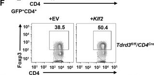 Fig.5.F showing Flow cytometry/Cell sorting from the publication: TDRD3, a Tudor domain-containing protein, regulates Klf2-dependent Treg differentiation and function to modulate immune tolerance.