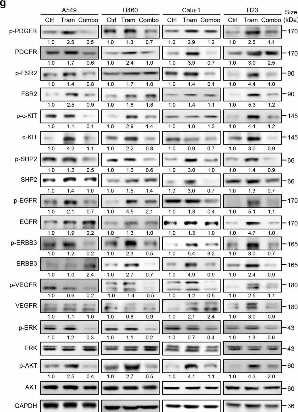 Fig.2.G showing Western Blotting in a Homo sapiens (Human) sample from the publication: Coinhibition of the MEK/RTK pathway has high therapeutic efficacy in KRAS-mutant non-small cell lung cancer.