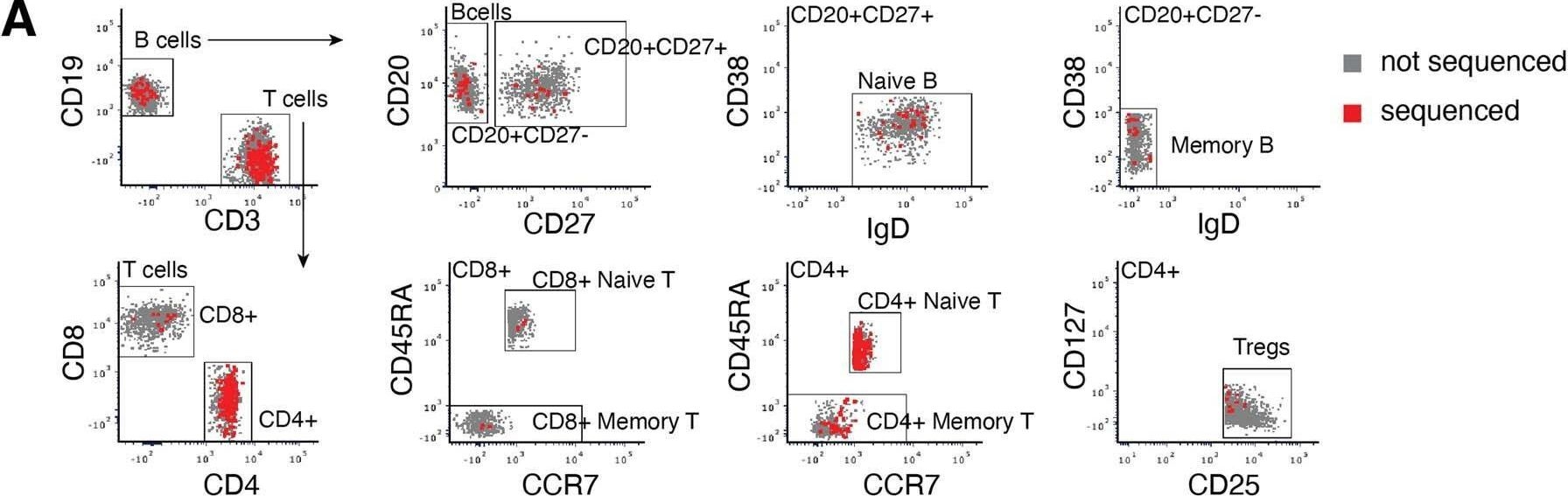 Fig.1.A showing Flow cytometry/Cell sorting in a Homo sapiens (Human) sample from the publication: Diverse mutational landscapes in human lymphocytes.