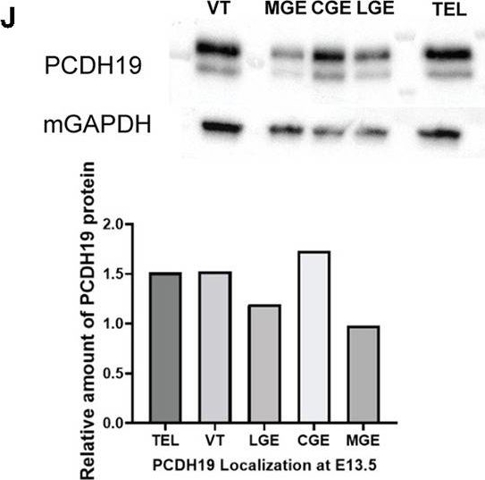 Fig.1.J showing Western Blotting from the publication: Modifying PCDH19 levels affects cortical interneuron migration.