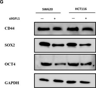 Fig.10.G showing Western Blotting in a Homo sapiens (Human) sample from the publication: Comprehensive analysis of IGFL1 in colorectal cancer and its promotion of tumour progression via inhibition of lipophagy.