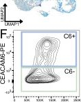 Fig.1.F showing Flow cytometry/Cell sorting in a Homo sapiens (Human) sample from the publication: Interferon-γ selectively promotes survival of alveolar progenitor cells in a human lung organoid model.