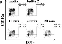Fig.3.B showing Flow cytometry/Cell sorting from the publication: NK cell isolation from liver biopsies: phenotypic and functional analysis of low cell numbers by flow cytometry.