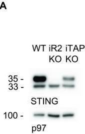 The ADAM17 sheddase complex regulator iTAP/Frmd8 modulates inflammation and tumor growth.