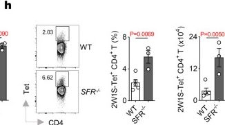 Fig.3.H showing Flow cytometry/Cell sorting from the publication: SLAM-family receptors promote resolution of ILC2-mediated inflammation.