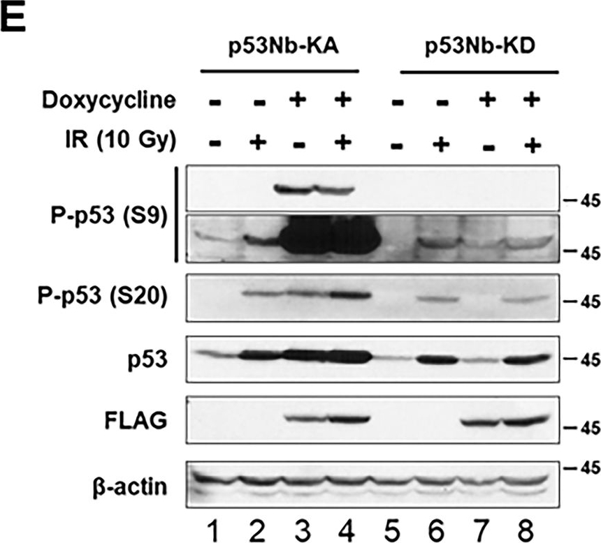 Fig.2.E showing Western Blotting in a Homo sapiens (Human) sample from the publication: Regulation of cellular states via targeted phosphorylation of p53 using a nanobody-coupled kinase system.