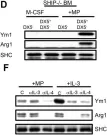 Fig.1.D,F showing Western Blotting in a Mus musculus (House mouse) sample from the publication: All Trans Retinoic Acid, Transforming Growth Factor β and Prostaglandin E2 in Mouse Plasma Synergize with Basophil-Secreted Interleukin-4 to M2 Polarize Murine Macrophages.