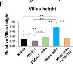 Fig.6.F from the publication: Stem Cell Therapy Using Bone Marrow-Derived Muse Cells Repairs Radiation-Induced Intestinal Injury Through Their Intestine-Homing via Sphingosine Monophosphate-Sphingosine Monophosphate Receptor 2 Interaction.