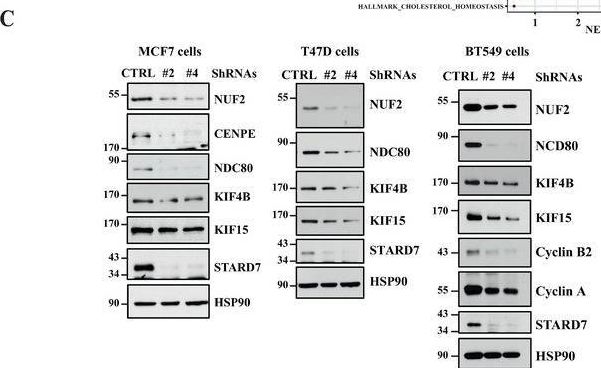 Fig.5.C showing Western Blotting in a Homo sapiens (Human) sample from the publication: Loss of STARD7 Triggers Metabolic Reprogramming and Cell Cycle Arrest in Breast Cancer.