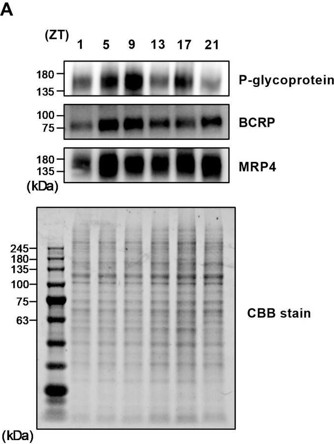 Fig.1.A showing Western Blotting in a Mus musculus (House mouse) sample from the publication: Aging Reduces ATP-Binding Cassette Transporter Expression in Brain Microvessels of Mice.