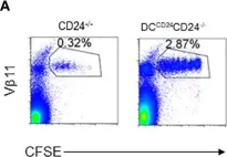 Fig.7.A showing Flow cytometry/Cell sorting in a Mus musculus (House mouse) sample from the publication: Dendritic cell expression of CD24 contributes to optimal priming of T lymphocytes in lymph nodes.