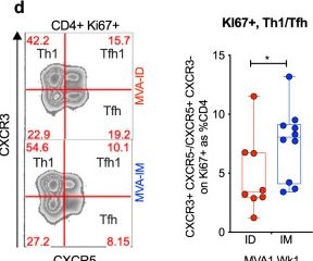 Fig.3.D showing Flow cytometry/Cell sorting from the publication: Intradermal but not intramuscular modified vaccinia Ankara immunizations protect against intravaginal tier2 simian-human immunodeficiency virus challenges in female macaques.