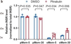 Fig.8.B from the publication: ZFYVE28 mediates insulin resistance by promoting phosphorylated insulin receptor degradation via increasing late endosomes production.