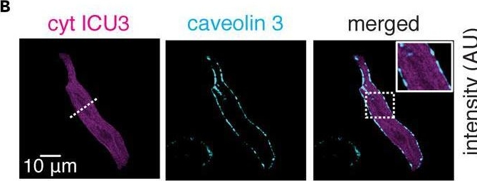Fig.4.B showing Immunohistochemistry-immunofluorescence in a Mus musculus (House mouse) sample from the publication: Deciphering cellular signals in adult mouse sinoatrial node cells.