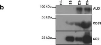 Fig.2.B showing Western Blotting in a Homo sapiens (Human) sample from the publication: Secretome of in vitro cultured human embryos contains extracellular vesicles that are uptaken by the maternal side.