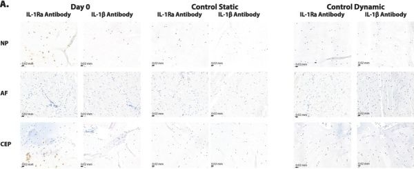 Fig.8.A showing Immunohistochemistry in an Equus caballus (Horse) sample from the publication: Complex Mechanical Loading and Pro-Inflammatory Cytokines in Intervertebral Disc Degeneration.
