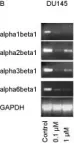 Fig.6.B showing Western Blotting from the publication: Mycophenolate mofetil modulates adhesion receptors of the beta1 integrin family on tumor cells: impact on tumor recurrence and malignancy.