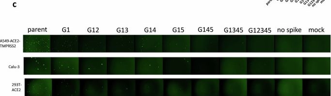 Fig.4.C showing Western Blotting from the publication: Conserved role of spike S2 domain N-glycosylation across betacoronaviruses.