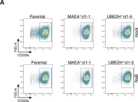 Fig.4.A showing Flow cytometry/Cell sorting in a Homo sapiens (Human) sample from the publication: Modular UBE2H-CTLH E2-E3 complexes regulate erythroid maturation.