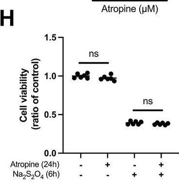 Fig.6.H from the publication: The role of atropine in myopia control: insights into choroidal and scleral mechanisms.