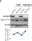 Fig.4.C showing Western Blotting in a Mus musculus (House mouse) sample from the publication: IKAROS is required for the measured response of NOTCH target genes upon external NOTCH signaling.