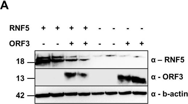 Fig.6.A showing Western Blotting in a Homo sapiens (Human) sample from the publication: Virus-Host Protein Interaction Network of the Hepatitis E Virus ORF2-4 by Mammalian Two-Hybrid Assays.