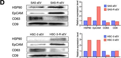 Fig.4.D showing Western Blotting in a Mus musculus (House mouse) sample from the publication: ATPase copper transporting beta contributes to cisplatin resistance as a regulatory factor of extracellular vesicles in head and neck squamous cell carcinoma.
