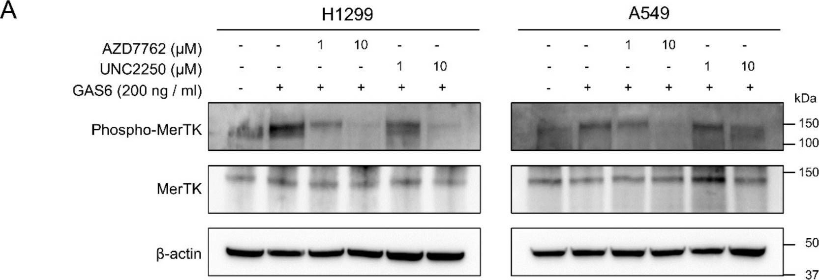 Fig.3.A showing Western Blotting in a Homo sapiens (Human) sample from the publication: Crystal Structure of the Kinase Domain of MerTK in Complex with AZD7762 Provides Clues for Structure-Based Drug Development.