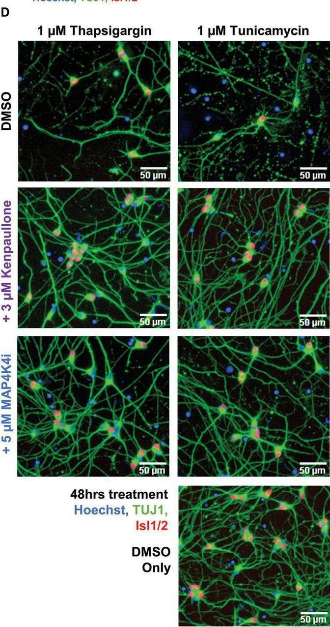 Fig.3.D from the publication: Analyzing the ER stress response in ALS patient derived motor neurons identifies druggable neuroprotective targets.