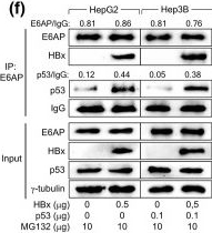 Fig.2.F showing Western Blotting from the publication: Hepatitis B virus X protein induces E6-associated protein-mediated proteasomal degradation of p53 phosphorylated at Ser-15.
