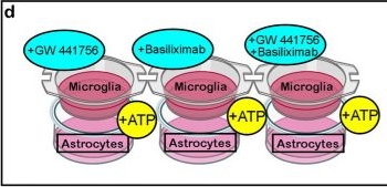 Fig.5.D from the publication: Non-cell autonomous downregulation of the purinergic receptor P2Y1R promotes neuroprotection after ischemic injury.