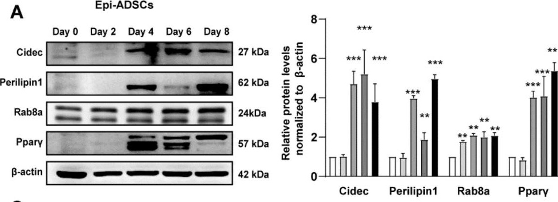 Metformin Inhibits Lipid Droplets Fusion and Growth via Reduction in Cidec and Its Regulatory Factors in Rat Adipose-Derived Stem Cells.