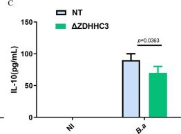 Fig.4.C showing Enzyme-linked immunosorbent assay from the publication: Brucella abortus infection exploits ZDHHC3-mediated STAT3 palmitoylation to regulate host responses and promote persistence.