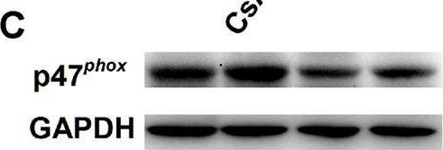 Fig.3.C showing Western Blotting in a Rattus norvegicus (Rat) sample from the publication: NaHS or Lovastatin Attenuates Cyclosporine A-Induced Hypertension in Rats by Inhibiting Epithelial Sodium Channels.