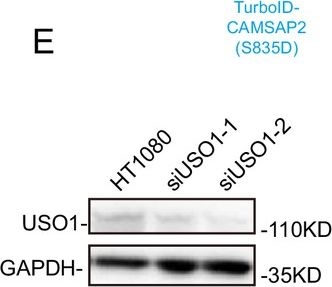 Fig.6.E showing Western Blotting from the publication: MARK2 regulates Golgi apparatus reorientation by phosphorylation of CAMSAP2 in directional cell migratio.