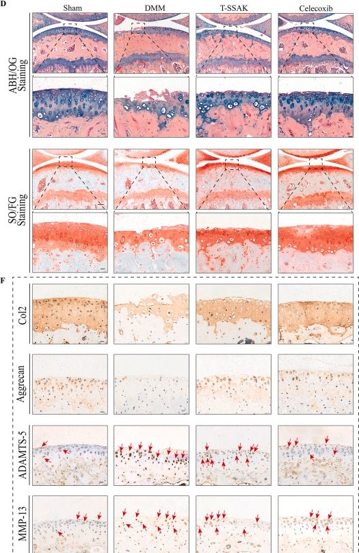 Fig.1.D showing Immunohistochemistry in a Mus musculus (House mouse) sample from the publication: Self-assembled nanoparticles from natural herbs alleviate osteoarthritis by targeting retinol metabolism and inhibiting chondrocyte ferroptosis.