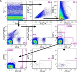 Fig.2.A showing Flow cytometry/Cell sorting in a Homo sapiens (Human) sample from the publication: Expression Profile of Human Fc Receptors in Mucosal Tissue: Implications for Antibody-Dependent Cellular Effector Functions Targeting HIV-1 Transmission.