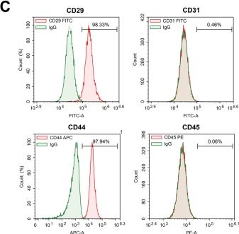 Fig.1.C showing Flow cytometry/Cell sorting from the publication: Differentiation of rat bone marrow mesenchymal stem cell into uterine smooth muscle cell in&nbsp;vitro study on the mechanism.