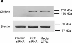 Fig.8.A showing Western Blotting from the publication: Decreasing the expression of PICALM reduces endocytosis and the activity of β-secretase: implications for Alzheimer's disease.