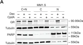 Fig.1.A showing Western Blotting from the publication: Effect of combining glucocorticoids with Compound A on glucocorticoid receptor responsiveness in lymphoid malignancies.