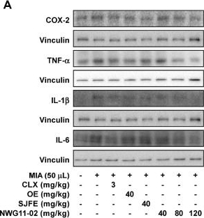Fig.4.A showing Western Blotting from the publication: A Botanical Mixture (NWG11-02) of Elaeagnus angustifolia L. (oleaster) and Sophora japonica L. Fruit Extract Alleviates Monoiodoacetate-Induced Osteoarthritis in Rats.