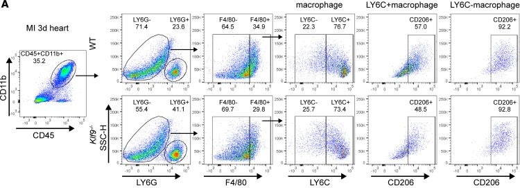 Fig.6.A showing Flow cytometry/Cell sorting in a Mus musculus (House mouse) sample from the publication: Klf9 promotes the repair of myocardial infarction by regulating macrophage recruitment and polarization.